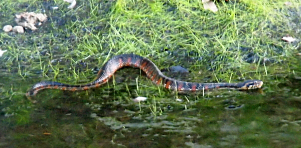 [A snake is essing its way across the top of the shallow water laden with grass. The dark-colored snake has rust-colored bands along its length. Its head has a prominent eye and the lower half of its face is white with thin black vertical stripes.]